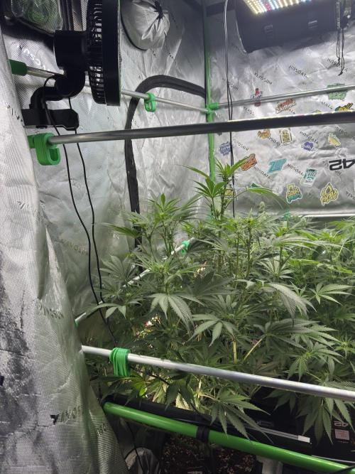 BananaPurplePunchRF3🍌💜👊🏾. Week 7