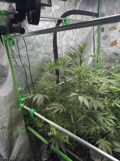 BananaPurplePunchRF3🍌💜👊🏾. Week 7