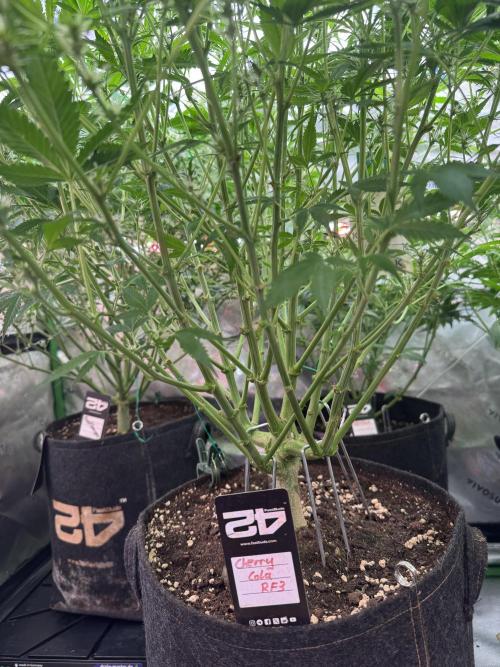 Cherry Cola RF3 🍒🥤. Week 7