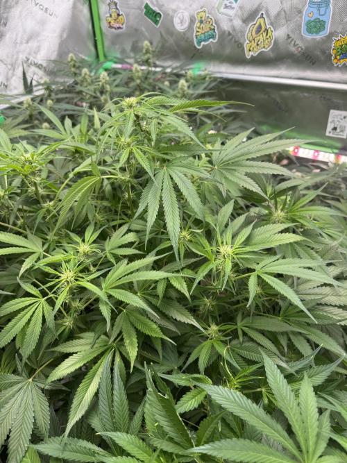Cherry Cola RF3 🍒🥤. Week 7