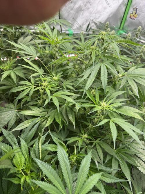 Cherry Cola RF3 🍒🥤. Week 7