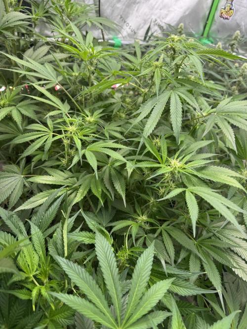 Cherry Cola RF3 🍒🥤. Week 7