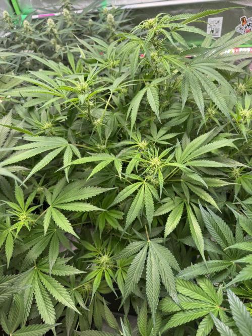 Cherry Cola RF3 🍒🥤. Week 7
