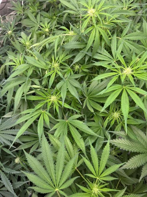 Cherry Cola RF3 🍒🥤. Week 7