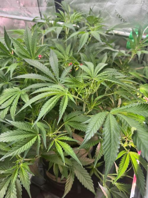 Guava RF3 🍈. Week 7