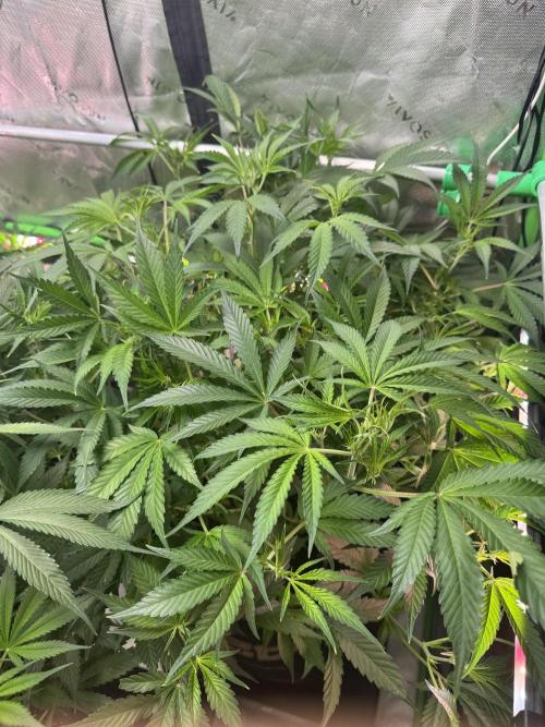Guava RF3 🍈. Week 7