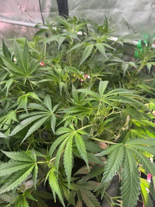 Guava RF3 🍈. Week 7