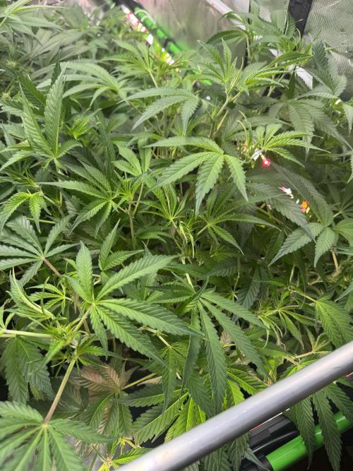 Guava RF3 🍈. Week 7