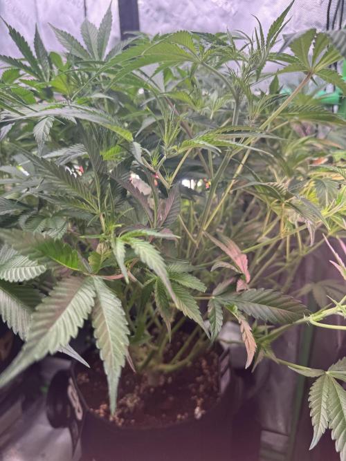 Guava RF3 🍈. Week 7