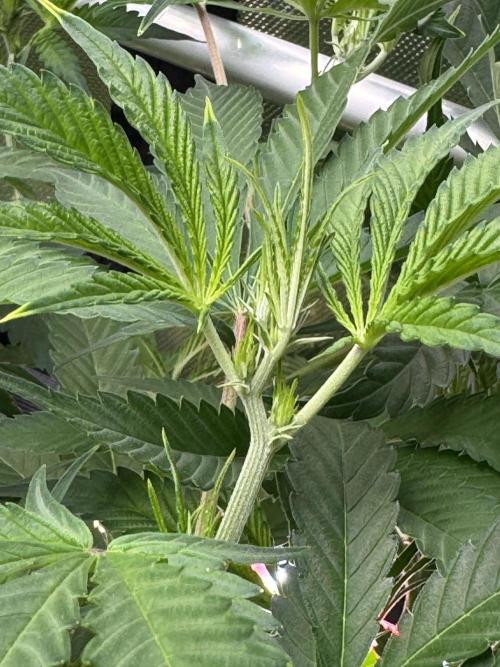Guava RF3 🍈. Week 7