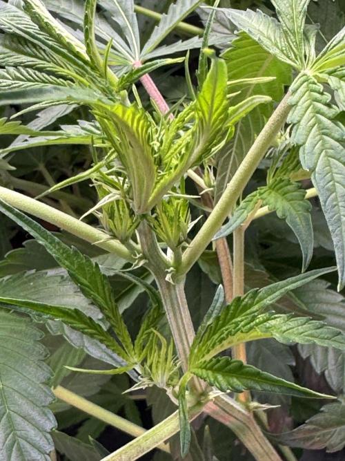 Guava RF3 🍈. Week 7