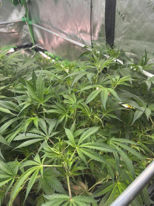 Guava RF3 🍈. Week 7