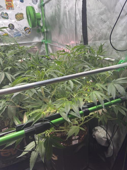 Guava RF3 🍈. Week 7