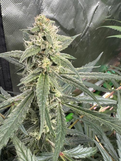 Frostbanger ❄️👊🏾. Week 8