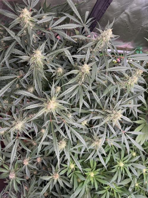 Frostbanger ❄️👊🏾. Week 8