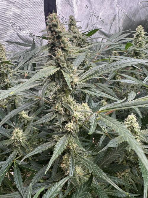 Frostbanger ❄️👊🏾. Week 8
