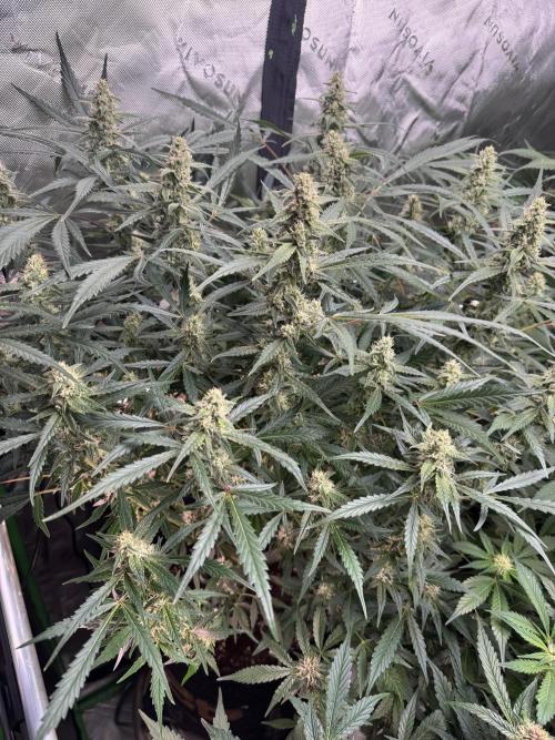 Frostbanger ❄️👊🏾. Week 8
