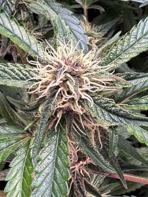 Apricot 🍑. Week 7