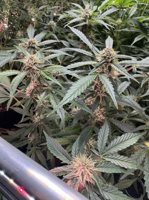 Apricot 🍑. Week 7