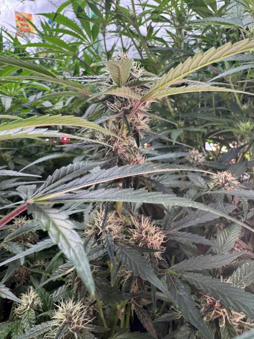 Apricot 🍑. Week 7