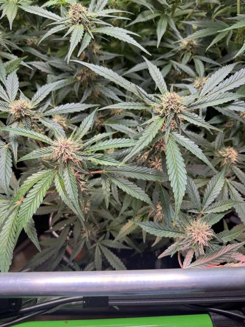 Apricot 🍑. Week 7