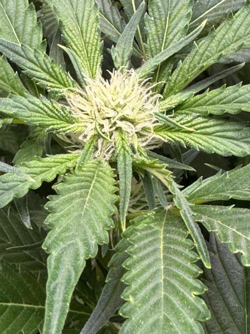 Super Boof 420 💥. Week 8