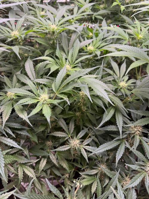 Super Boof 420 💥. Week 8