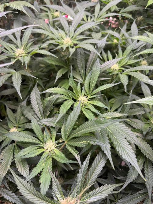 Super Boof 420 💥. Week 8