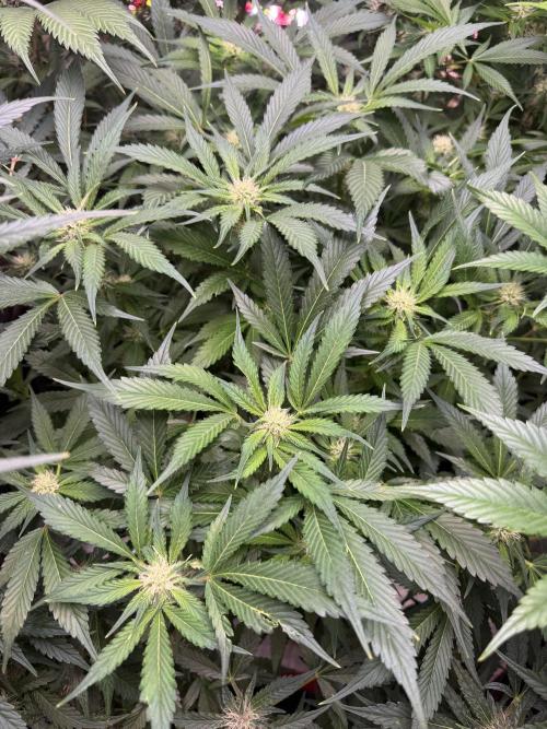 Super Boof Auto. Week 8