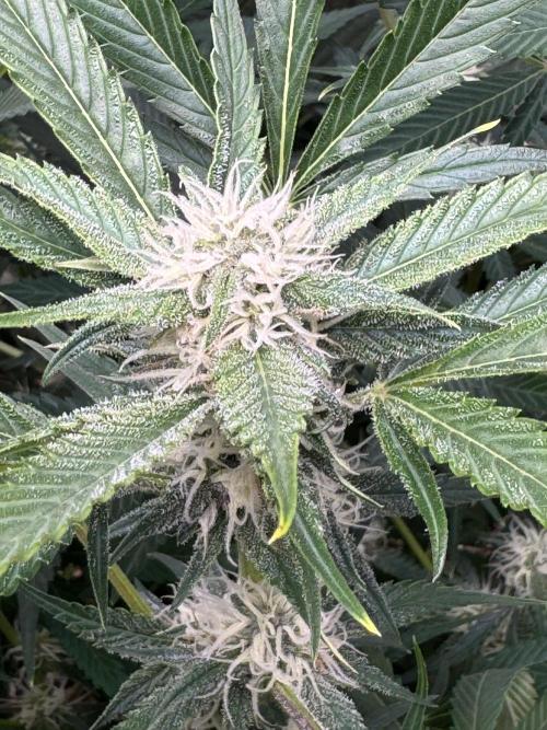 Cherry Cola RF3 🍒🥤. Week 8