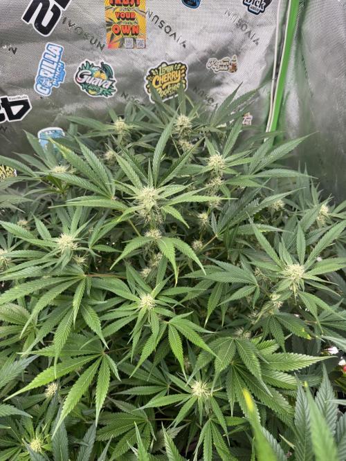 Cherry Cola RF3 🍒🥤. Week 8