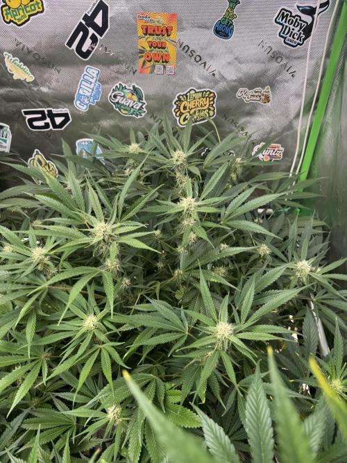 Cherry Cola RF3 🍒🥤. Week 8
