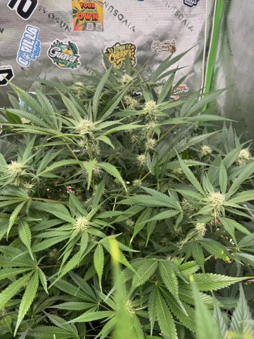 Cherry Cola RF3 🍒🥤. Week 8