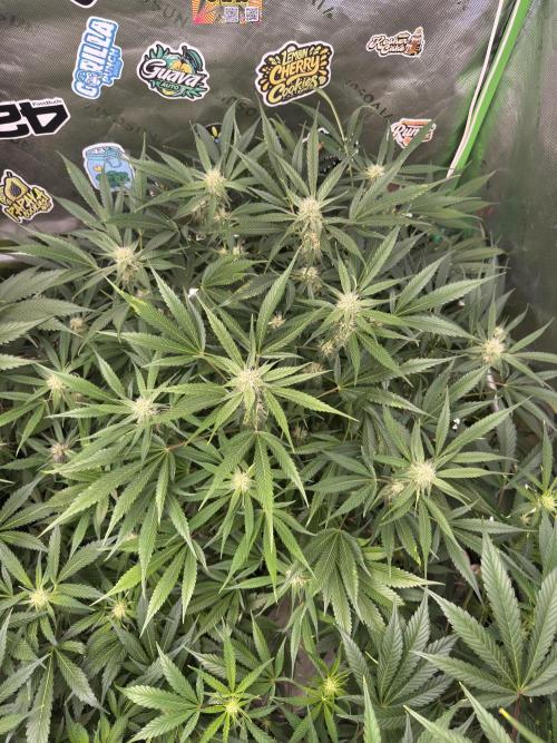 Cherry Cola RF3 🍒🥤. Week 8