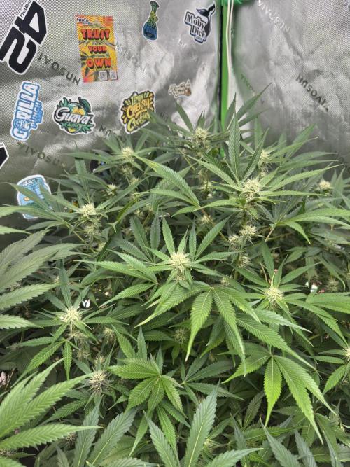 Cherry Cola RF3 🍒🥤. Week 8
