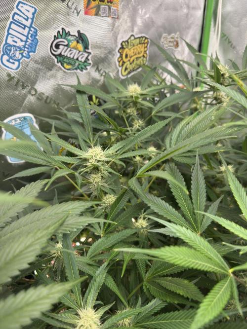 Cherry Cola RF3 🍒🥤. Week 8