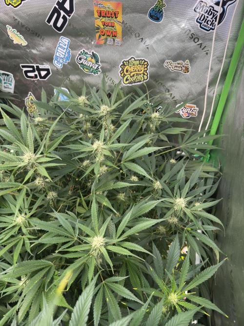 Cherry Cola RF3 🍒🥤. Week 8