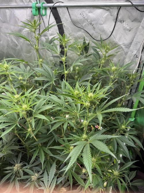 Guava RF3 🍈. Week 8
