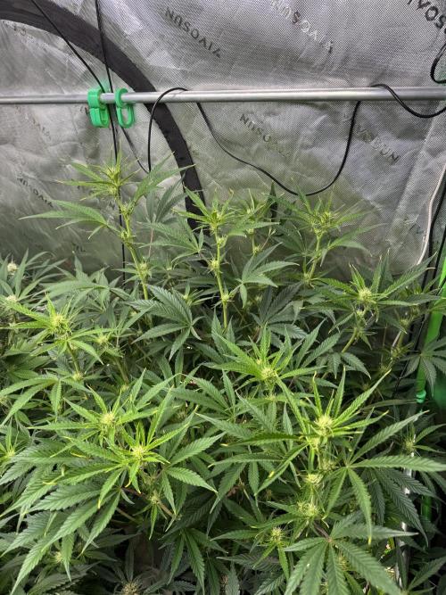 Guava RF3 🍈. Week 8