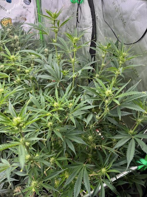 Guava RF3 🍈. Week 8