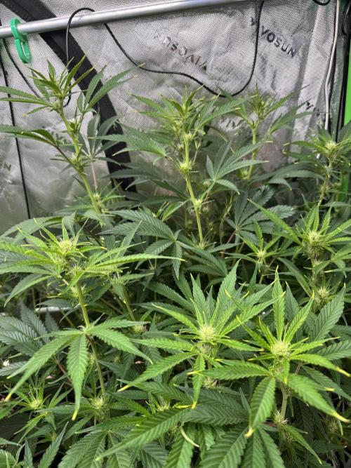 Guava RF3 🍈. Week 8