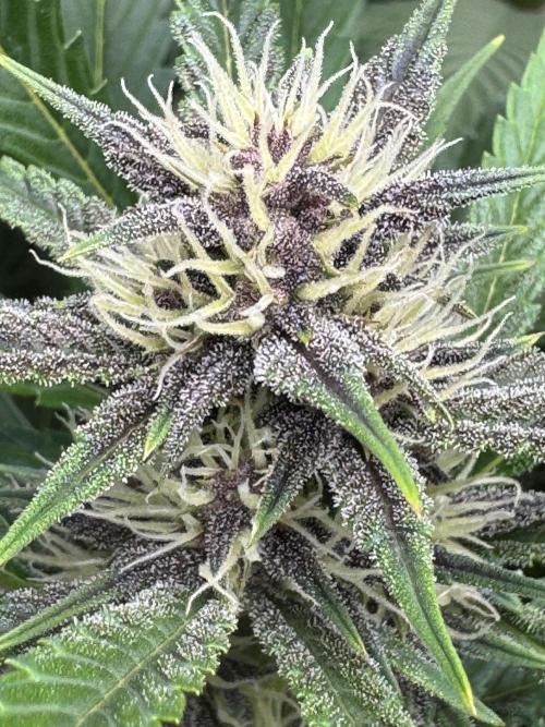 BananaPurplePunchRF3🍌💜👊🏾. Week 8