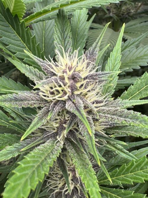 BananaPurplePunchRF3🍌💜👊🏾. Week 8