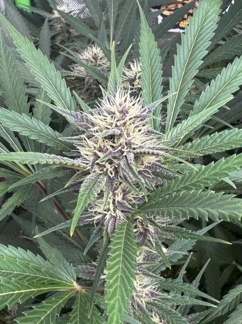 BananaPurplePunchRF3🍌💜👊🏾. Week 8