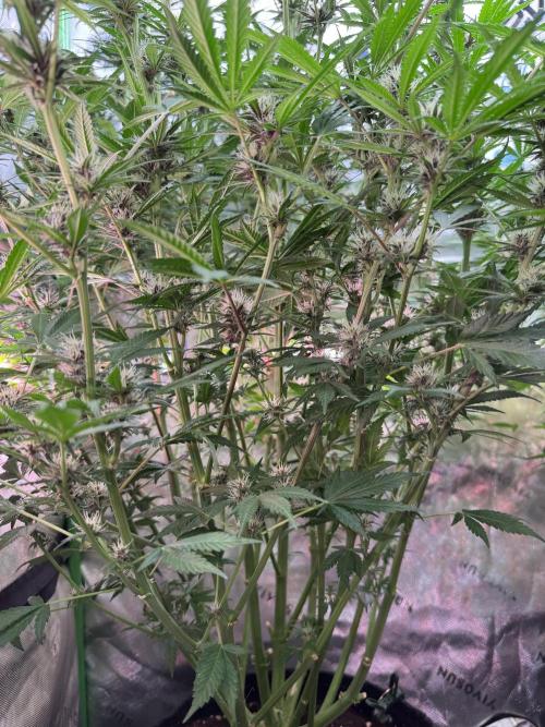 BananaPurplePunchRF3🍌💜👊🏾. Week 8