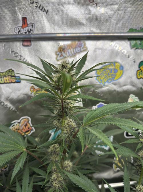 BananaPurplePunchRF3🍌💜👊🏾. Week 8