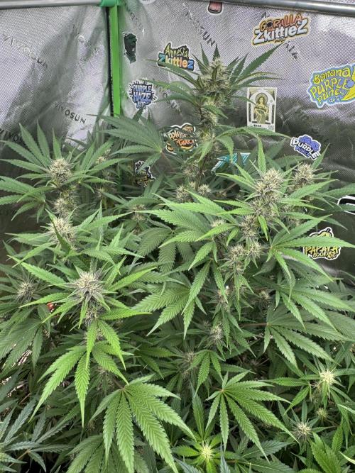 BananaPurplePunchRF3🍌💜👊🏾. Week 8