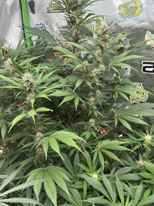 BananaPurplePunchRF3🍌💜👊🏾. Week 8