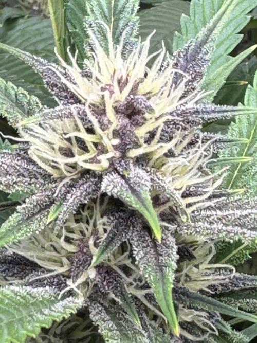 BananaPurplePunchRF3🍌💜👊🏾. Week 8