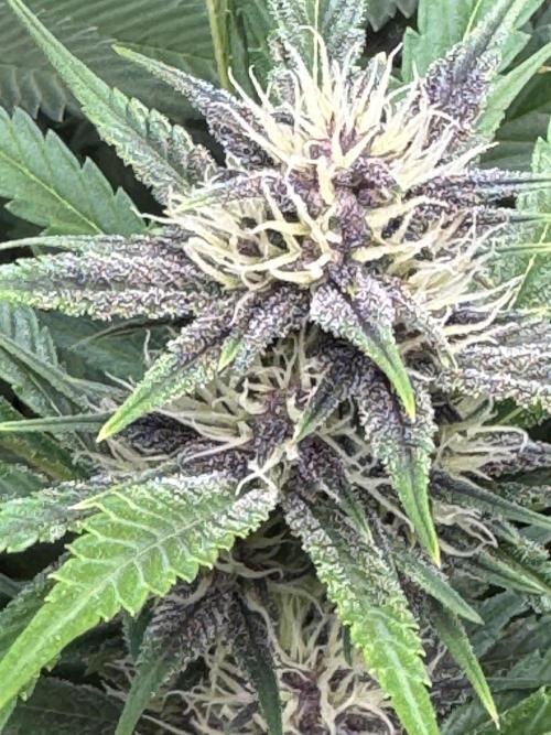 BananaPurplePunchRF3🍌💜👊🏾. Week 8